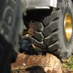 Walkender Reifen beim Truck Trial